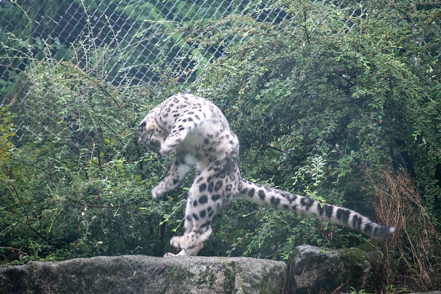 Boogie Snow Leopard