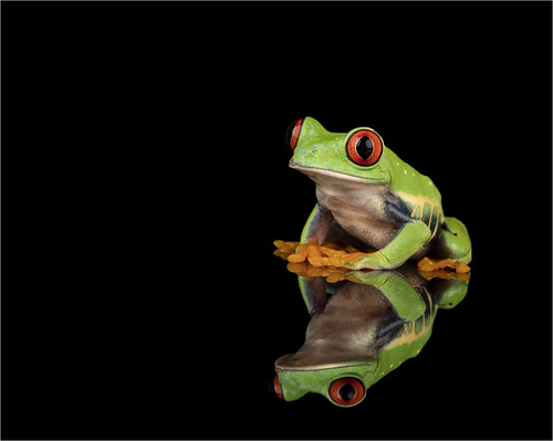 Red Eyed Tree Frog | by LillianK1