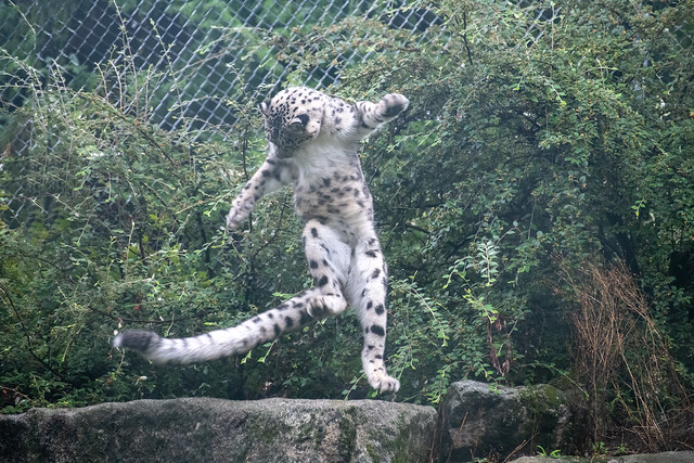 Boogie Snow Leopard