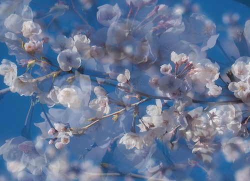 Fading blooms | by Hayley Ford!