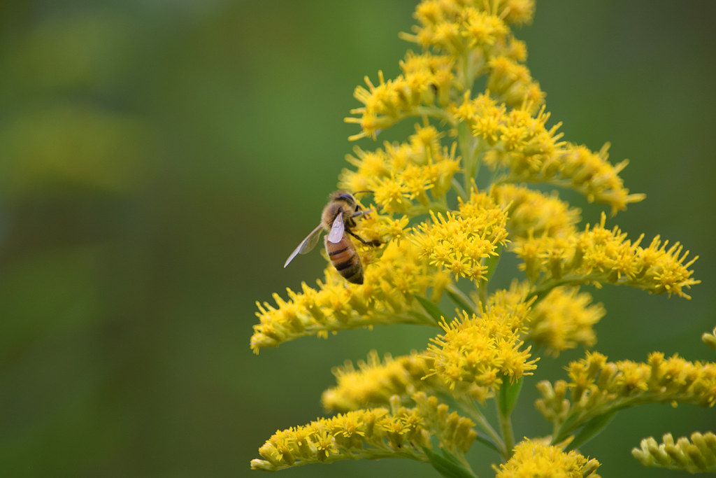 Honey Bee on Goldenrod