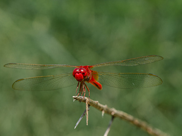 Male Scarlet Skimmer