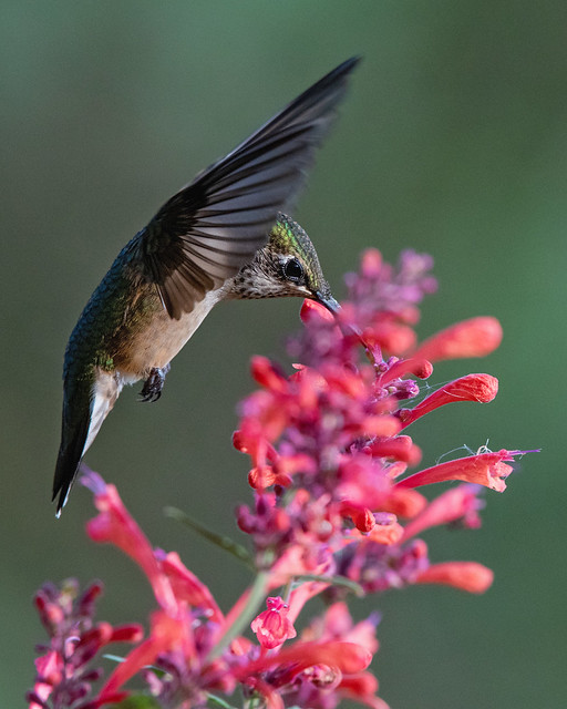 Hummingbird at hummingbird mint