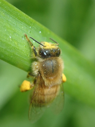 Apis mellifera | by epitree
