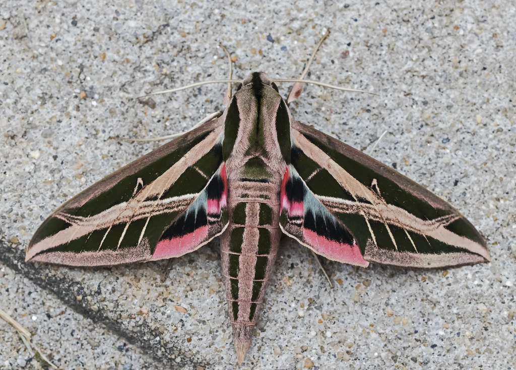 White Lined Sphinx Moth - Hyles lineata