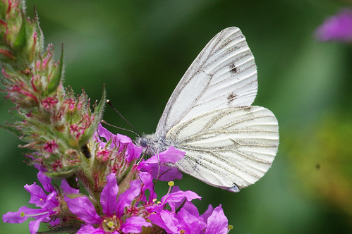 cambridgeshire waresleywood butterfly greenveinedwhite insect nature wild wildlife woodland