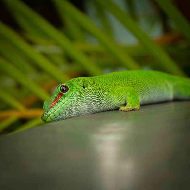 2_irl Gecko