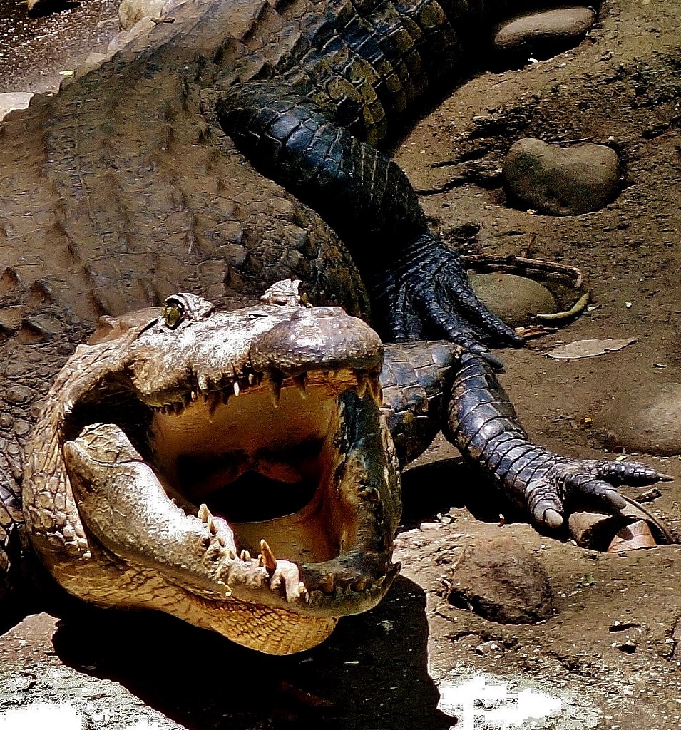MEXICO,  Tabasco, Villahermosa- Parque-Museo de la Vento,  Fauna und Flora, Krokodil, 19264/11939