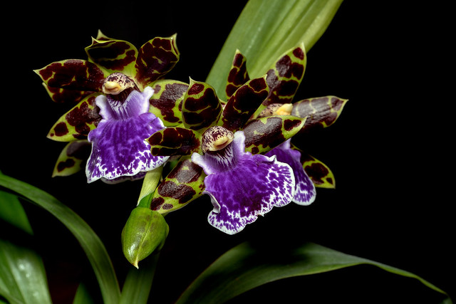 Zygopetalum Orchid