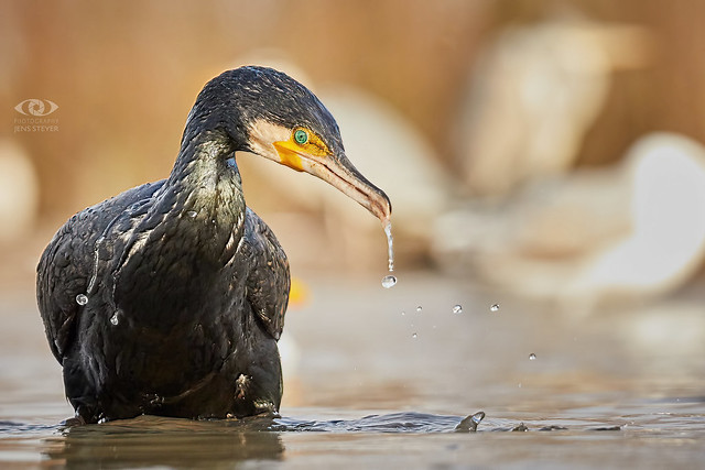 No tears...    Zoom in for details!   Kormoran (Phalacrocorax carbo) -  great cormorant          ·  ·  ·   (5D4_2395)