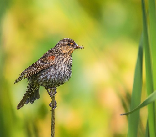 Photo of female red-winged black bird gathering branches in springtime