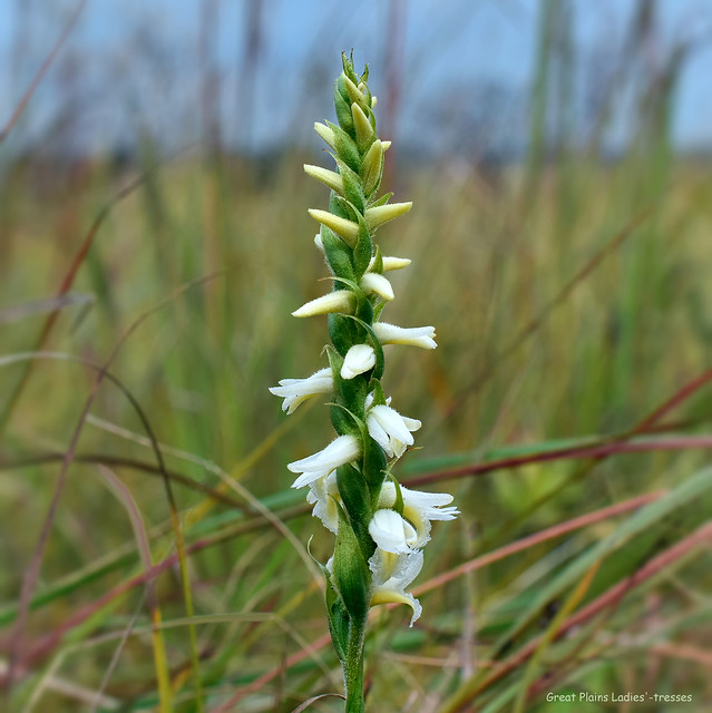 Great Plains Ladies'-tresses - Spiranthes magnicamporum - Orchidaceae  -  Orchid Family