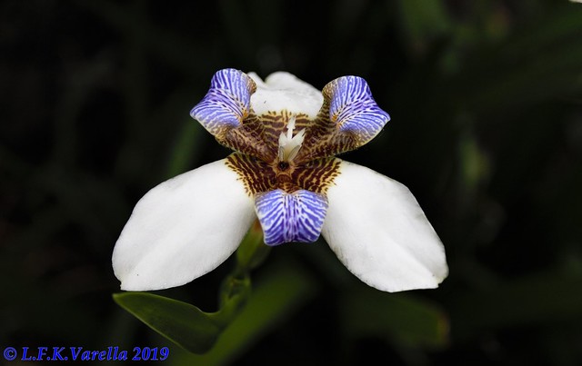 Trimezia gracilis (Neomarica gracilis)
