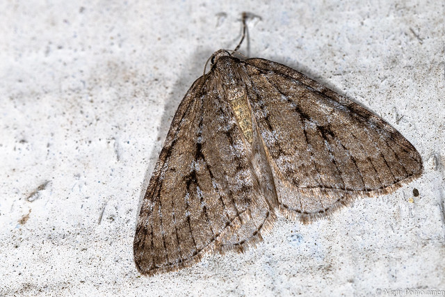 Tunturimittari (Epirrita autumnata), Autumnal Moth (IMG_0030LR)