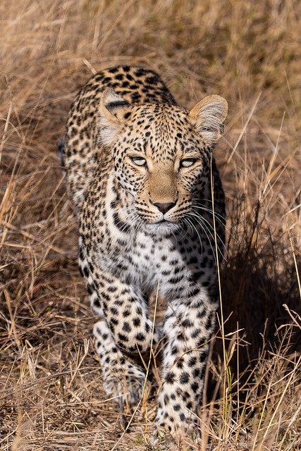 leopard - Kruger NP - South Africa