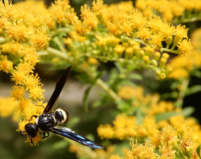 wasp on goldenrod