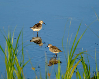 Pair of sandpipers