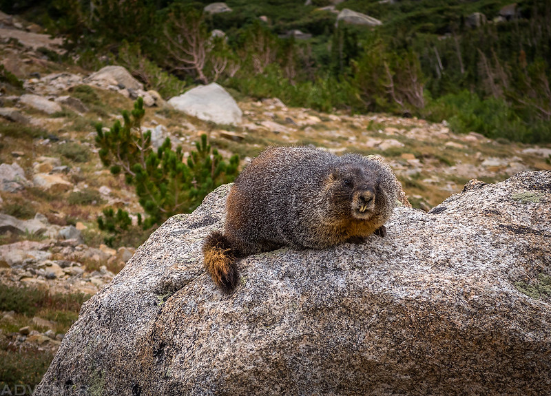 Marmot On a Rock