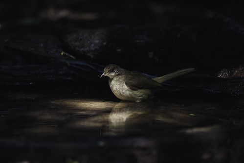 20190615-1DX25903 by siddharthx, Streak-eared Bulbul

The streak-eared bulbul (Pycnonotus conradi) is a member of the bulbul family o