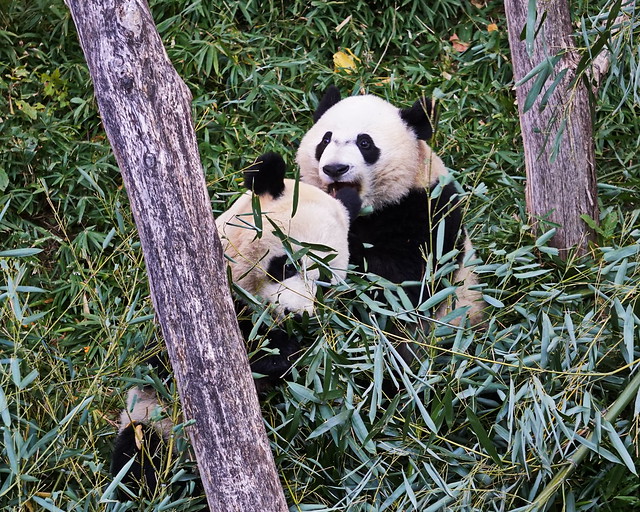 Panda mother & son cuddling - Mei Xiang & Bei Bei