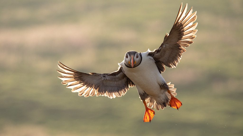 Backlit Puffin