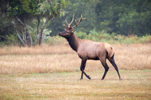 Roosevelt Elk -  Young Bull