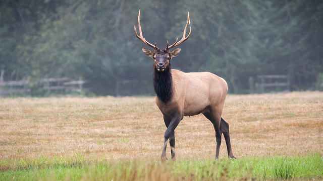 Roosevelt Elk - Young Bull