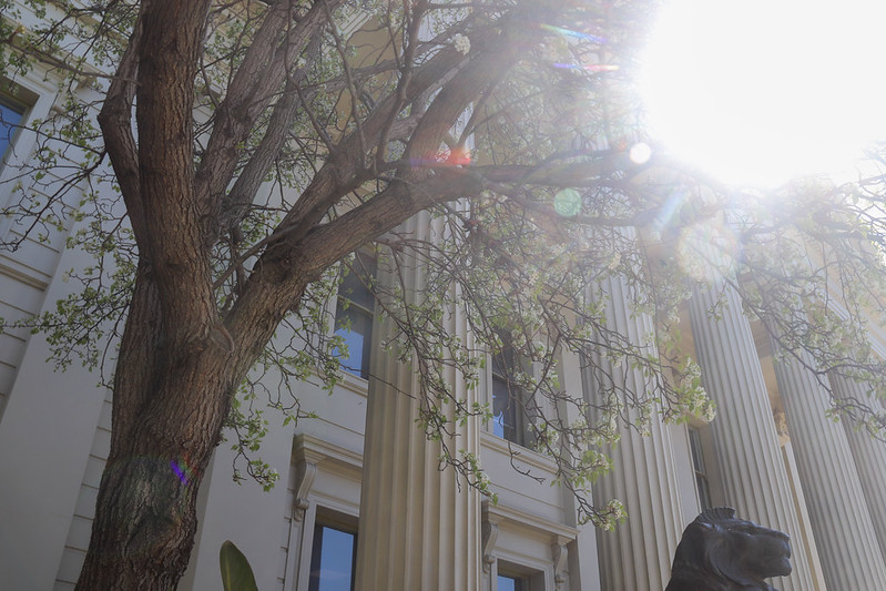 Spring Geelong Spring Has Sprung At The Geelong Town Hall
