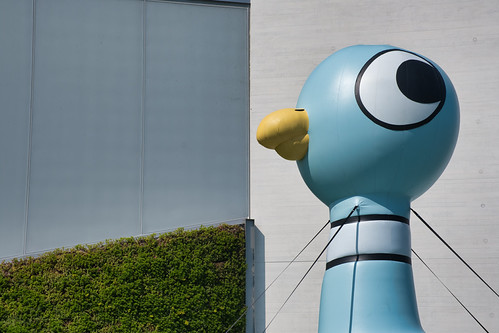 Inflated Pigeon