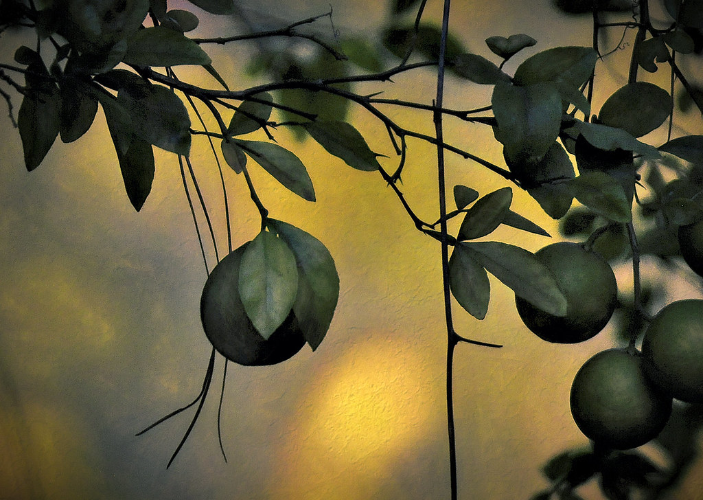 Lemon Not Ripe the lemon | Not quite ripe yet. | Gary Jones | Flickr