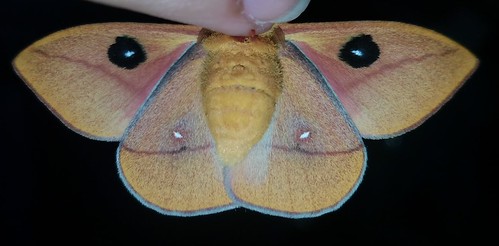 Automeris io In moth | A Botanical Wonderland (Million+ views) | Flickr