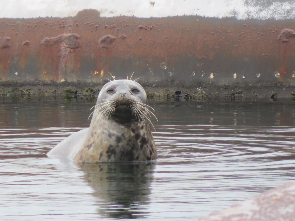 Resident Harbour  Seal