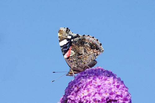 barhill cambridgeshire vanessaatalanta butterfly insect nature redadmiral wild wildlife