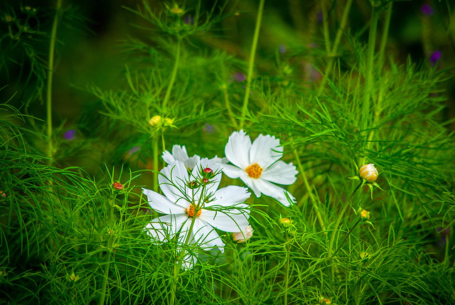 White Flowers in a Field