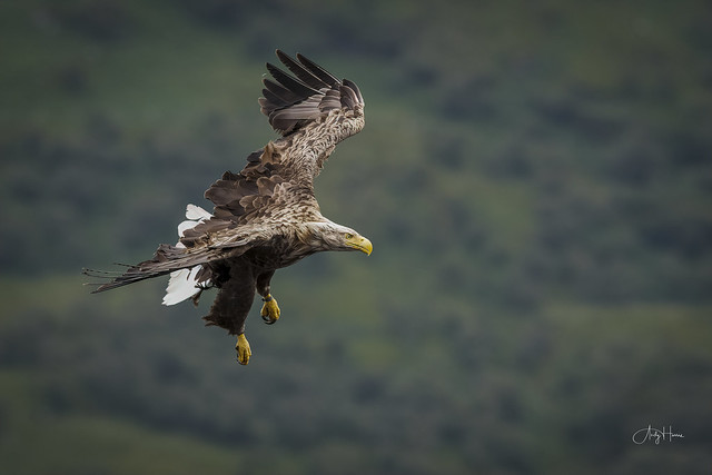White-tailed Eagle adjusts flightpath