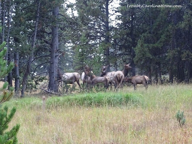 Wildlife Adventures at Yellowstone | FromMyCarolinaHome.com