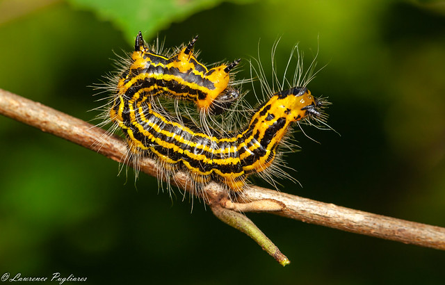 Dantana moth caterpillar - Wildcat Ridge, New Jersey
