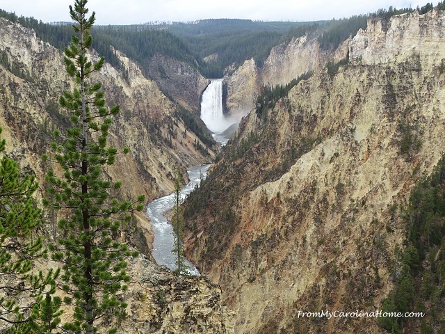 Wildlife Adventures at Yellowstone | FromMyCarolinaHome.com