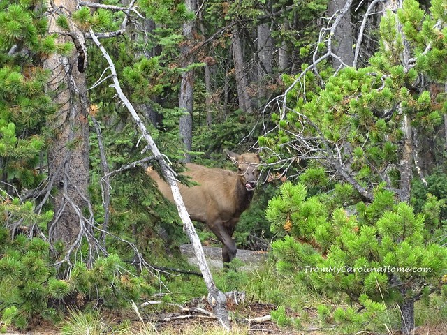 Wildlife Adventures at Yellowstone | FromMyCarolinaHome.com