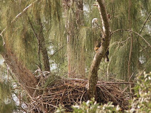 Bald Eagle male at nest 20190914