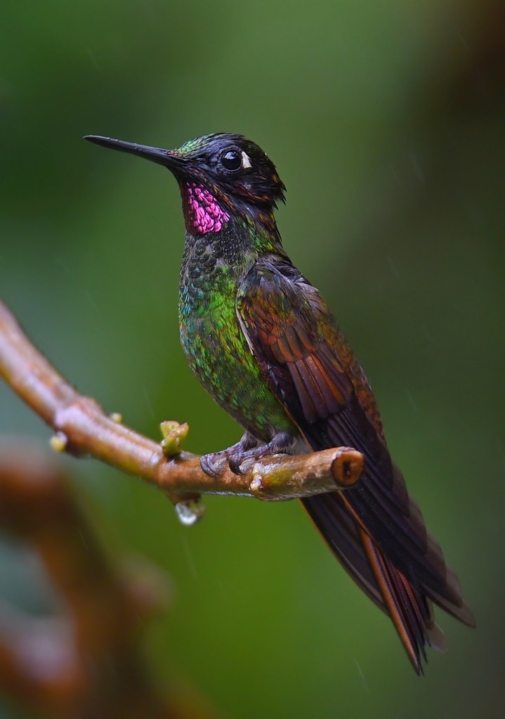 Beija-flor-rubi » BrasilienPortal