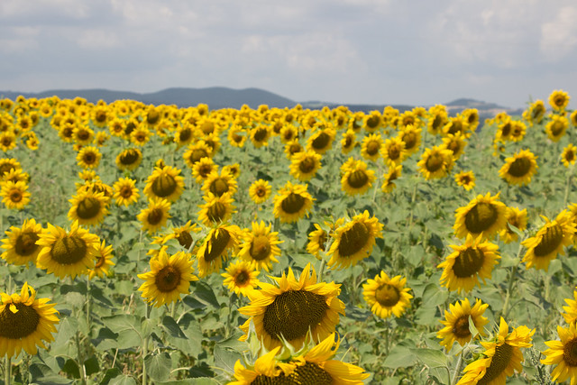 Sunflowers, Burgenland, Austria