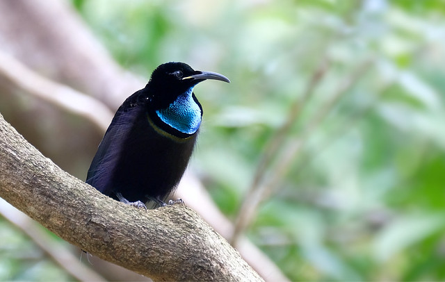 Magnificent riflebird (m)