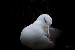 Black Browed Albatross-7363