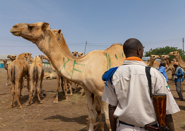 Somali policeman in the camel market, Woqooyi Galbeed region, Hargeisa, Somaliland