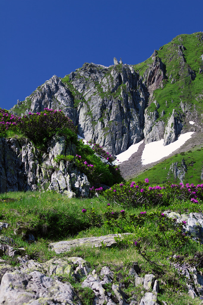 La montagne et ses fleurs