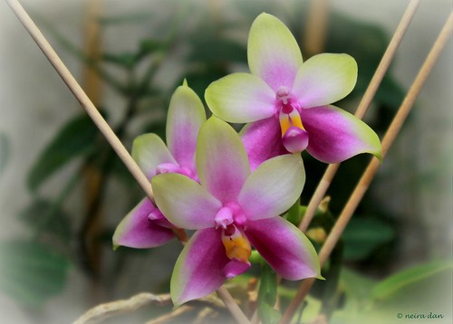Phalaenopsis bellina 48735906176_977113c1b1