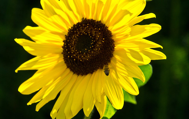Sonnenblume / Sunflower