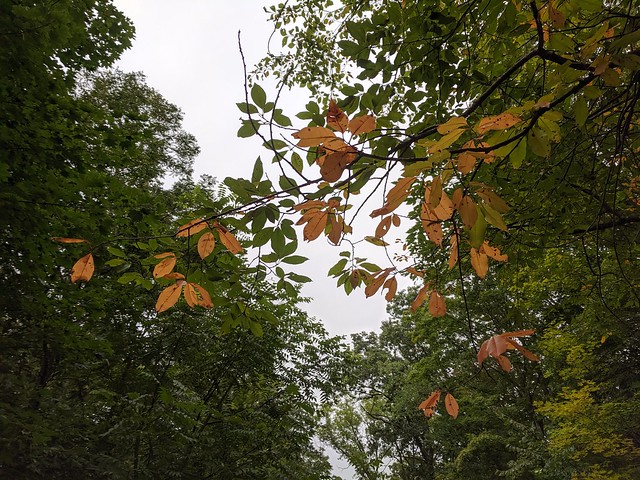 dappled fall leaves