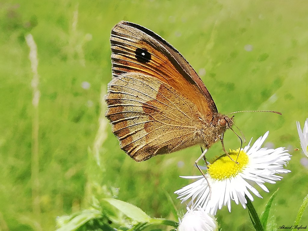 Butterfly 1865 (Maniola jurtina)